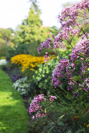Summer in Lunds botanical garden